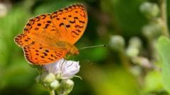 Cows Play a Role in Supporting Britain's Rare High Brown Fritillary Butterfly