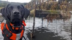 Dog Recognized as Animal of the Year for Hunting Invasive Sea Squirt