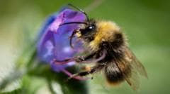 UK Bumblebees Face Challenges During Heatwaves, Assistance Needed