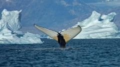 Giant Whales Enter Greenland Waters as Melting Ice Expands Habitat
