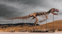 Tyrannosaurus rex Skeleton Becomes Most Expensive Dinosaur Ever Auctioned