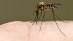 Thousands of Male Mosquitoes Released in Washington DC for Pest Control