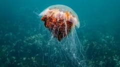 Concerns Rise Over Jellyfish Presence Along UK Coastline