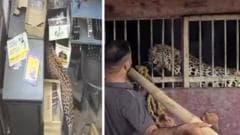 Liquor Store Worker Escapes Attack by Leopard Before Animal is Captured