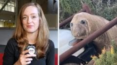 Viral seal named Neil creates a stir in southern Tasmania, attracting global attention