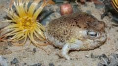 Internet Sensation Squeaky Frog Added to Endangered Species List