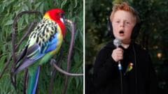 Seven-Year-Old Miles Phillips Gains Fame with Viral Song