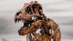 Scientists Name Newly Discovered Dinosaur Worth $50 Million