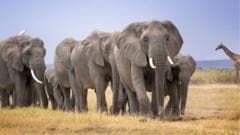 Investigation Launched Following Unexplained Deaths of 14 Elephants in Kenya