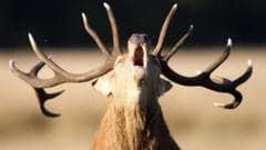 Understanding the Risks of Feeding Deer in London's Royal Parks