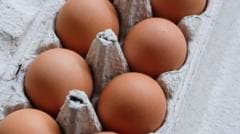 Salmonella outbreak in the UK results in one death and hundreds of illnesses