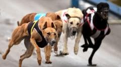 Chartered Flights Transport Greyhounds to Australia Amid New Zealand Racing Ban