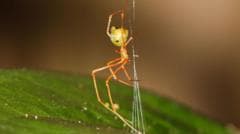 Newly Discovered Spider in Australia Uses Spring Trap to Catch Prey