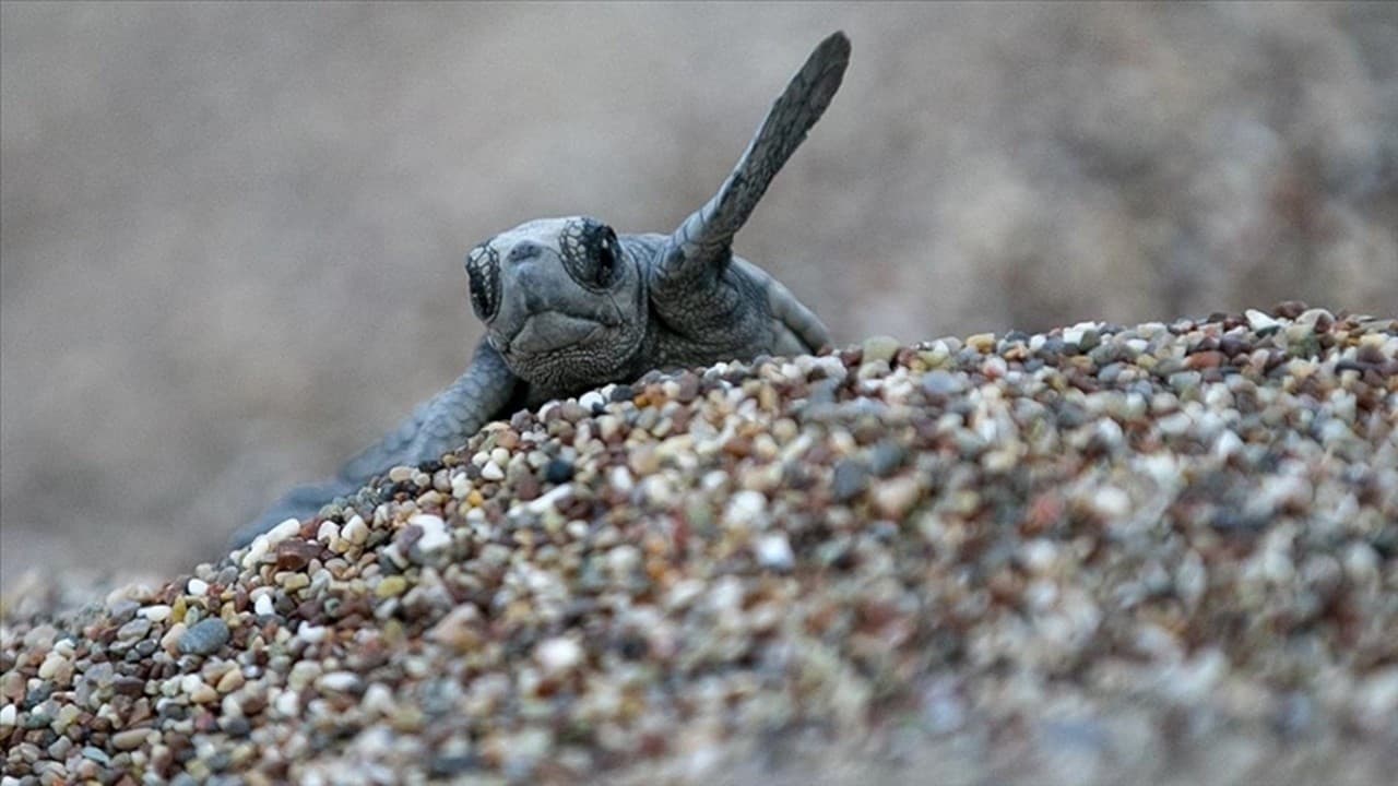 Caretta Carettalar için gece koruma uygulaması başladı