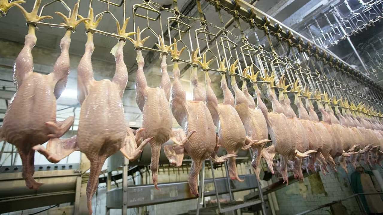 Nisanda tavuk eti üretimi yüzde 0,5 azaldı