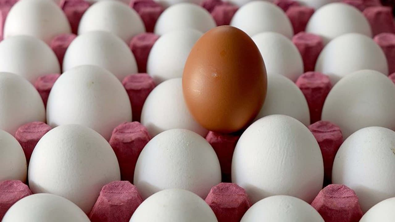 43 yıllık yumurta üreticisi Gültav Tavukçuluk iflas etti