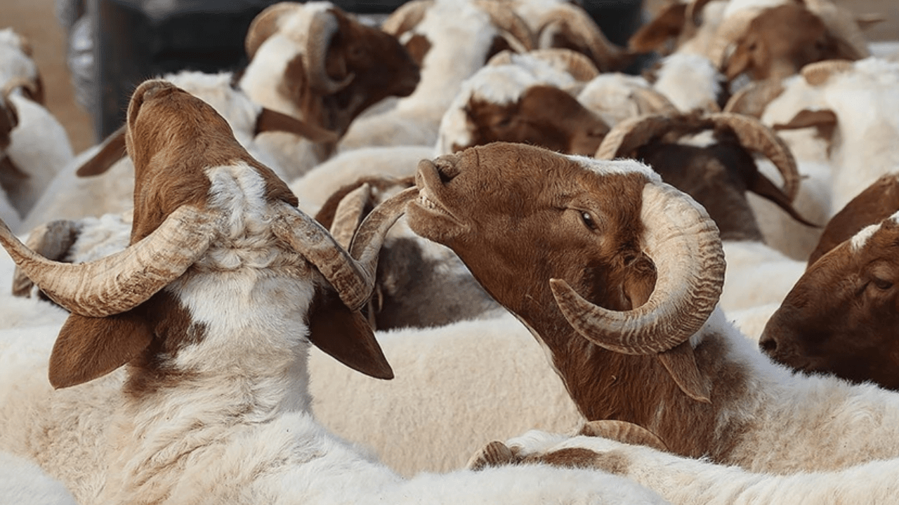 Kurban Bayramı 2026 ne zaman? Kurban Bayramı hangi güne denk geliyor?