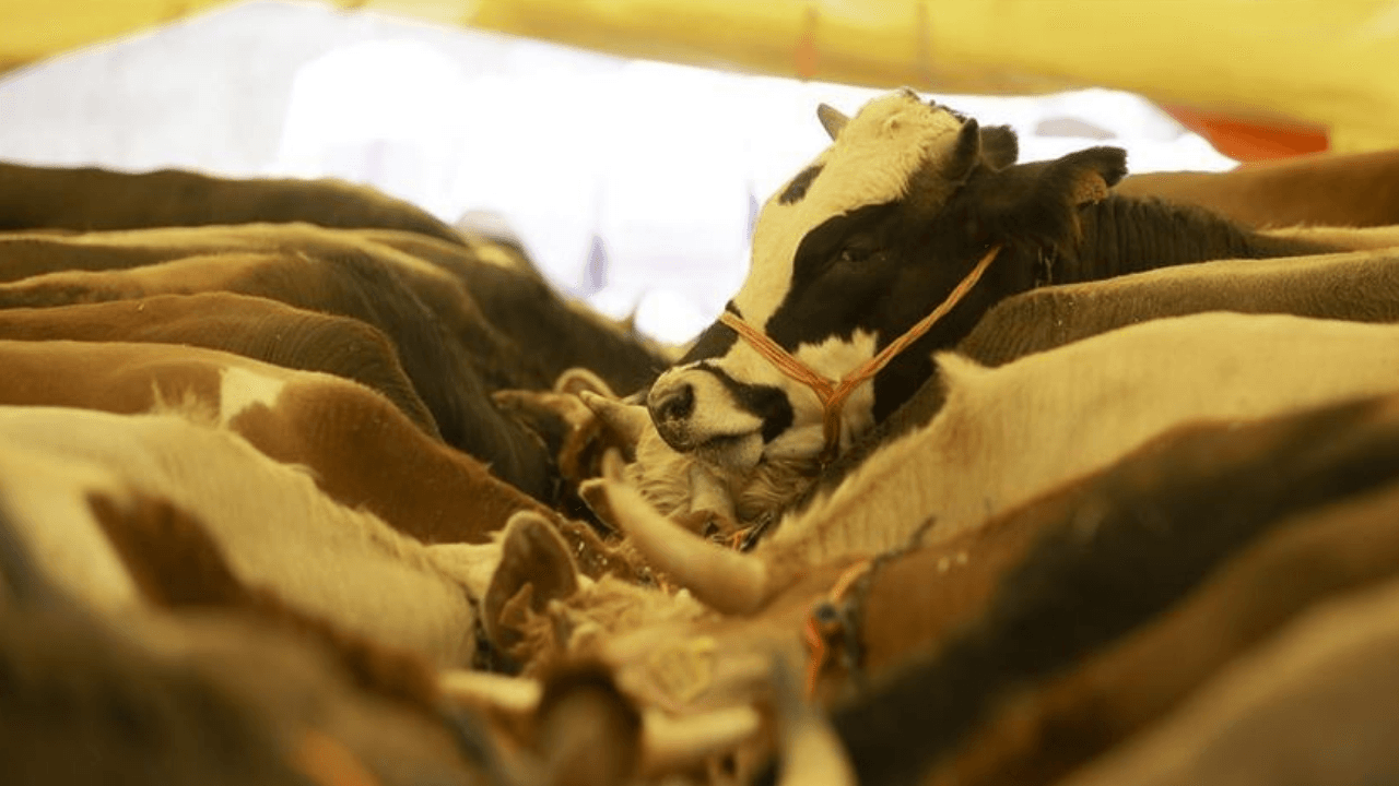 2026 Kurban Bayramı ne zaman, hangi gün?