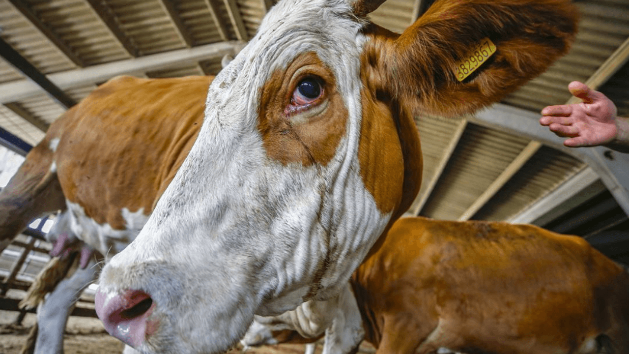 2026 KURBAN BAYRAMI TARİHİ: Bu yıl Kurban Bayramı ne zaman?