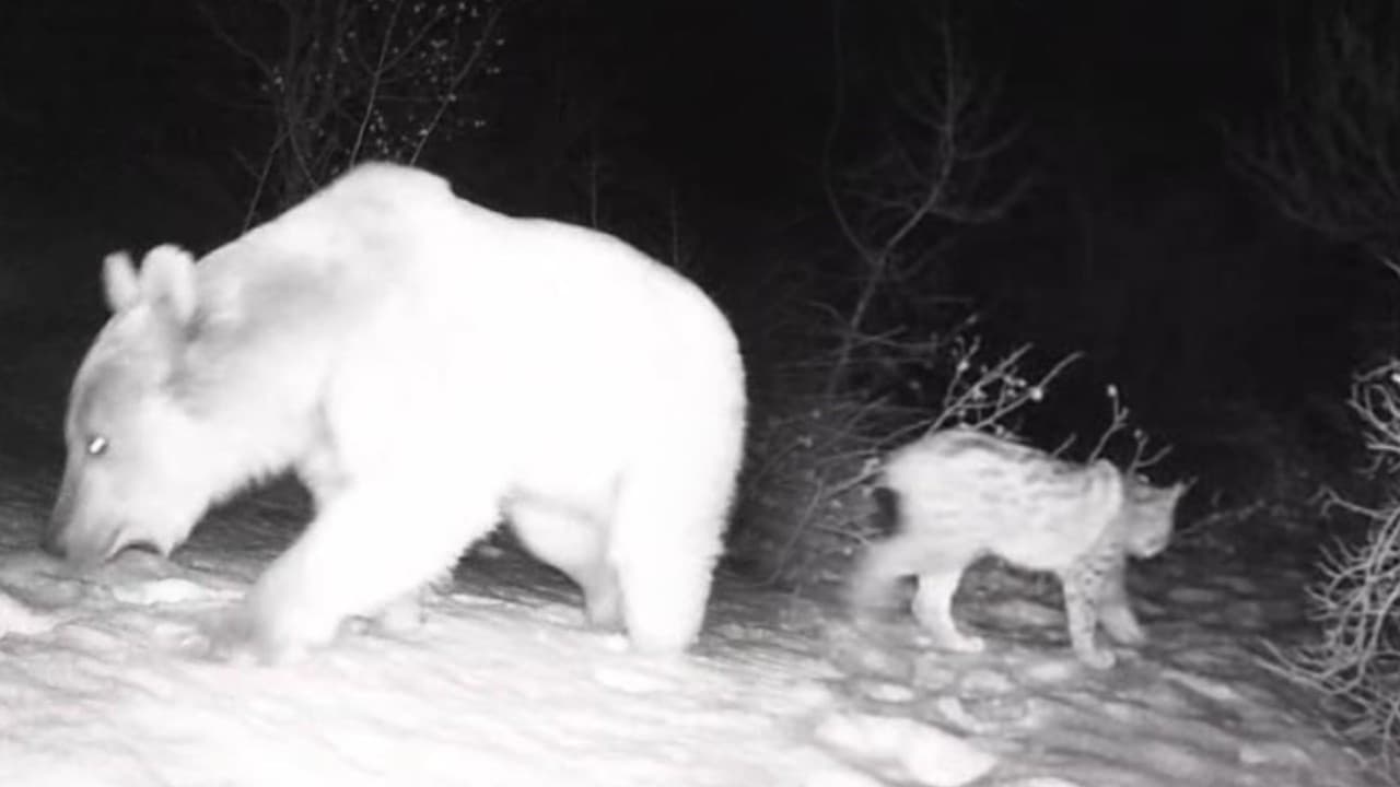 Fotokapanlar ortaya çıkardı: Erzincan-Tunceli hattında yaban hayatı...