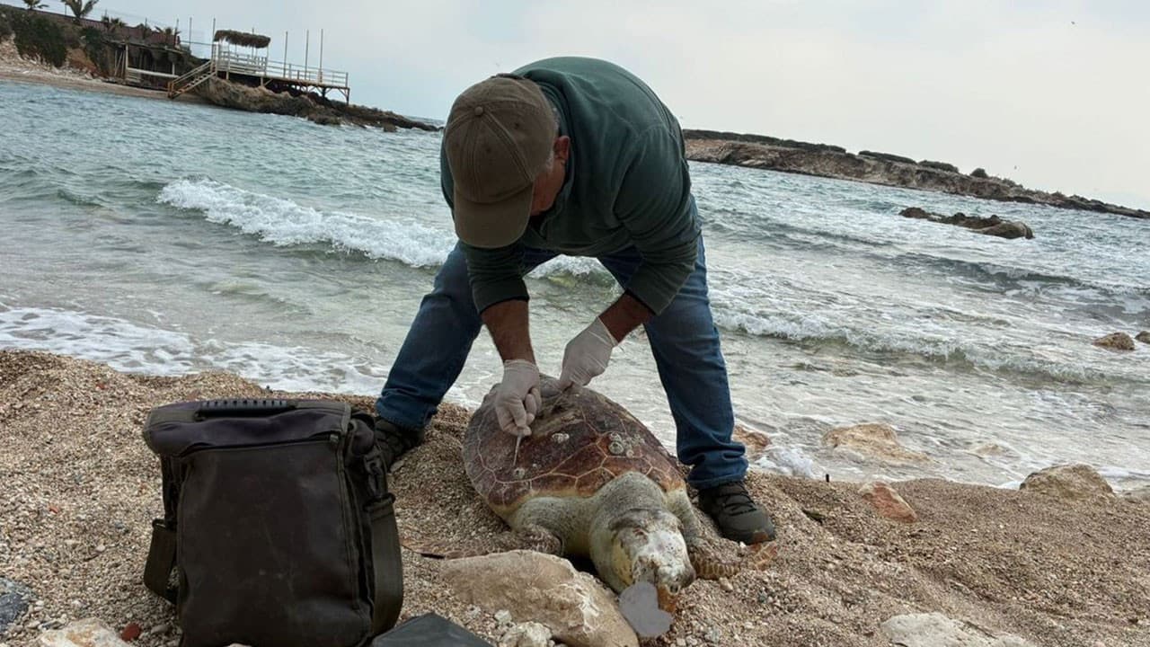 Kuşadası Körfezi’nde trol şüphesi: Bir haftada 7 deniz kaplumbağası ölü bulundu