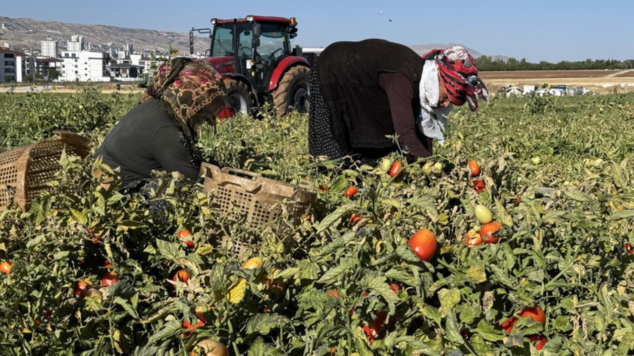 Tarlada çürüyordu, şimdi değeri katlandı: Sapı paraya dönüştü