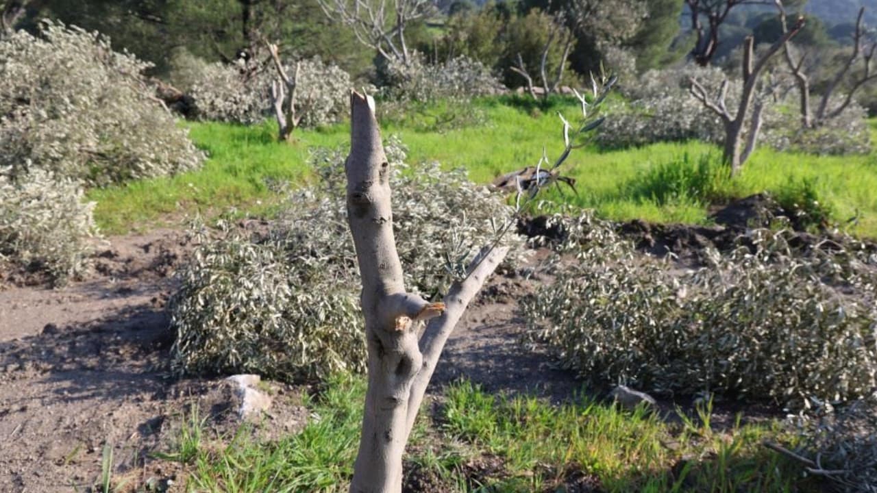 Gece yarısı yüzlerce incir ve zeytin ağacı katledildi: Milyonluk zarar...