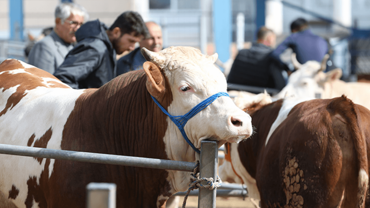 Kurbanlık fiyatları şekilleniyor... 2026 büyükbaş ve küçükbaş kurbanlık fiyatları ne kadar?