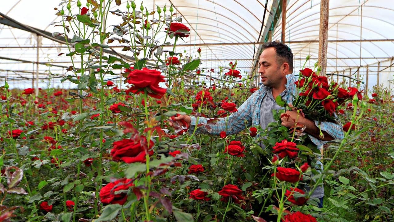 Gül üreticisinden fiyat isyanı: 10 liralık gül 200 TL'ye satılıyor