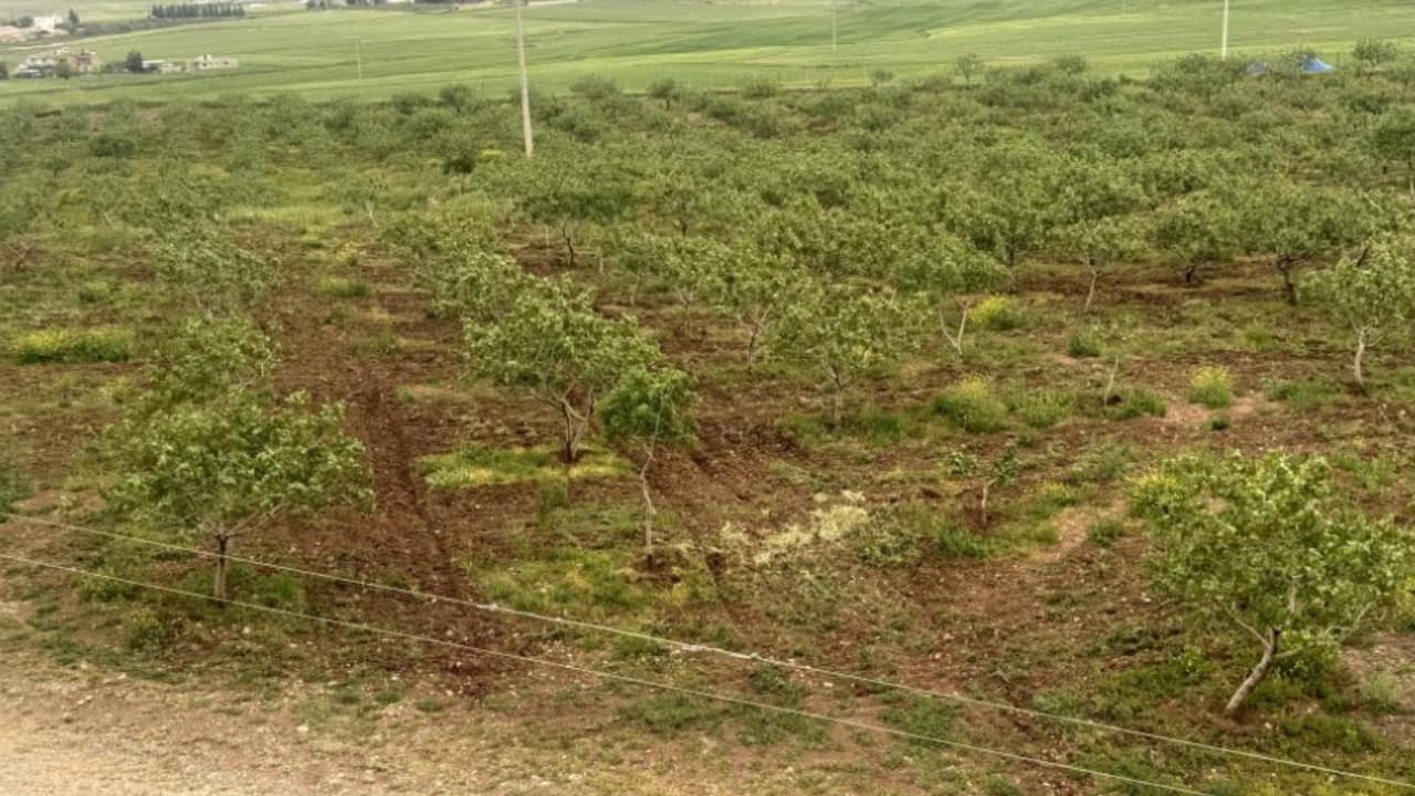 Siirt fıstığında yüksek verim beklentisi ve artan talep