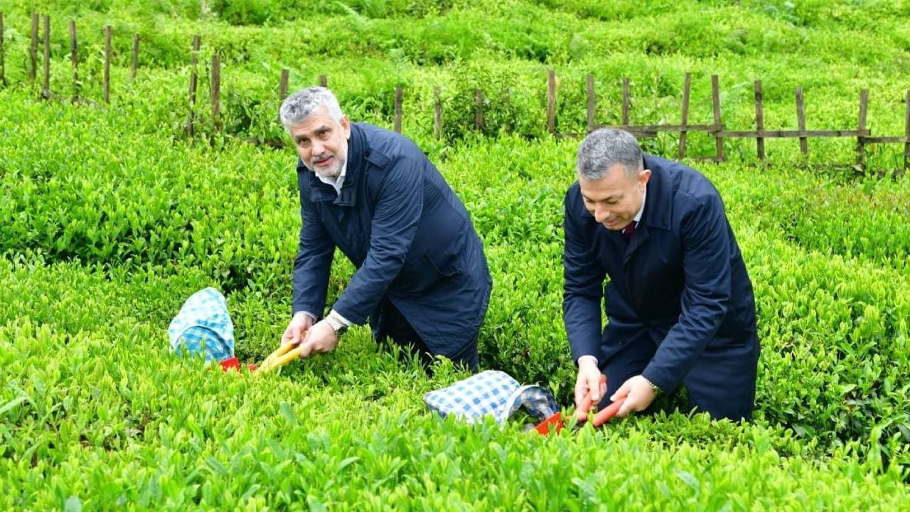 Trabzon'da 2026 yılı yaş çay sezonu törenle başladı