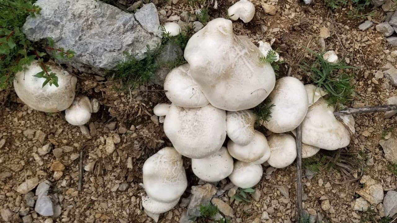 Erzincan'da 2 bin rakımda yetişen çaşır mantarı 2 bin liradan satılıyor