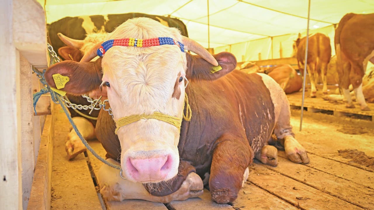 Kurbanlık hayvan sevkiyatı değişmedi, fiyatlar yüzde 33,3 arttı