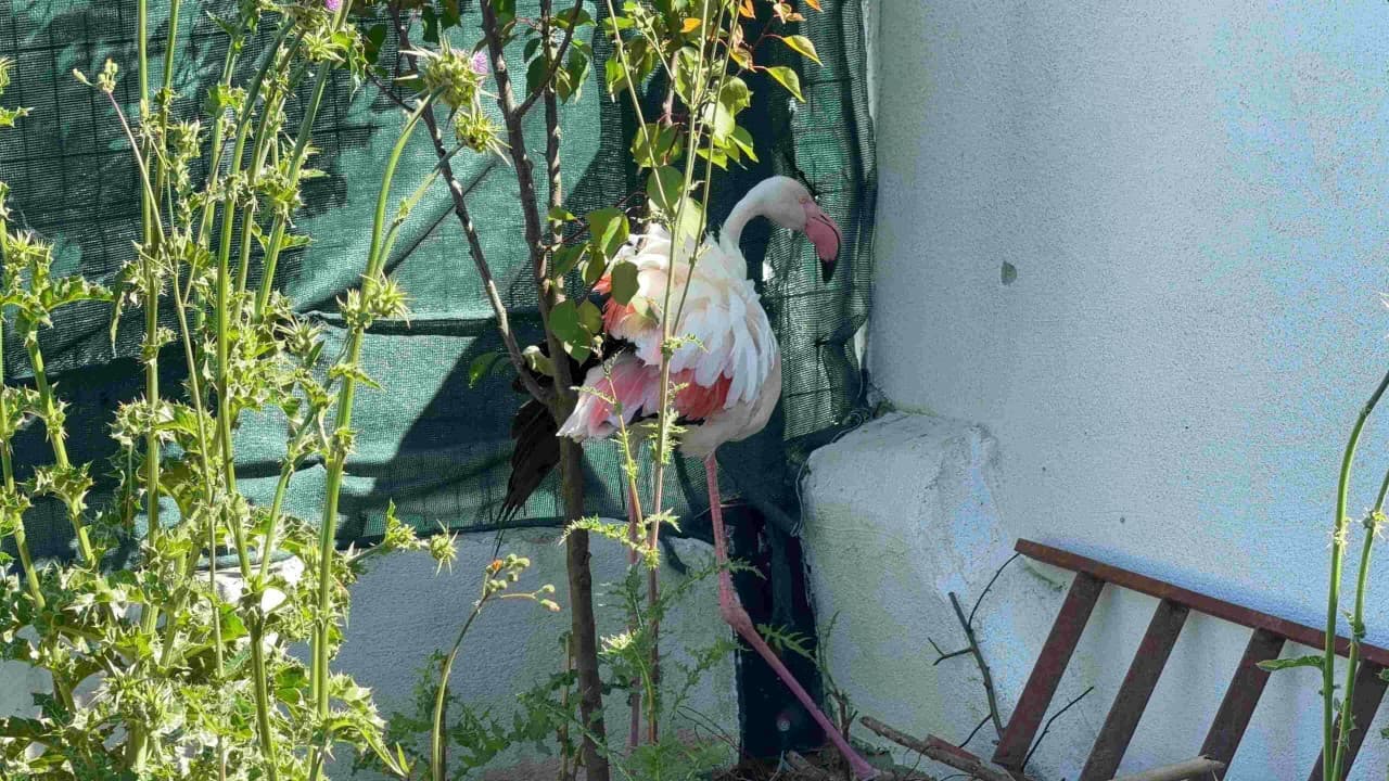 İstanbul'da kanadı kırık flamingo bulundu