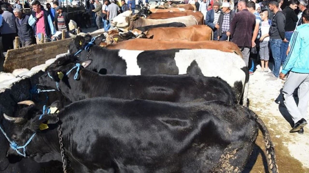 Kurban derileri Türkiye ekonomisine önemli katkı sağlıyor