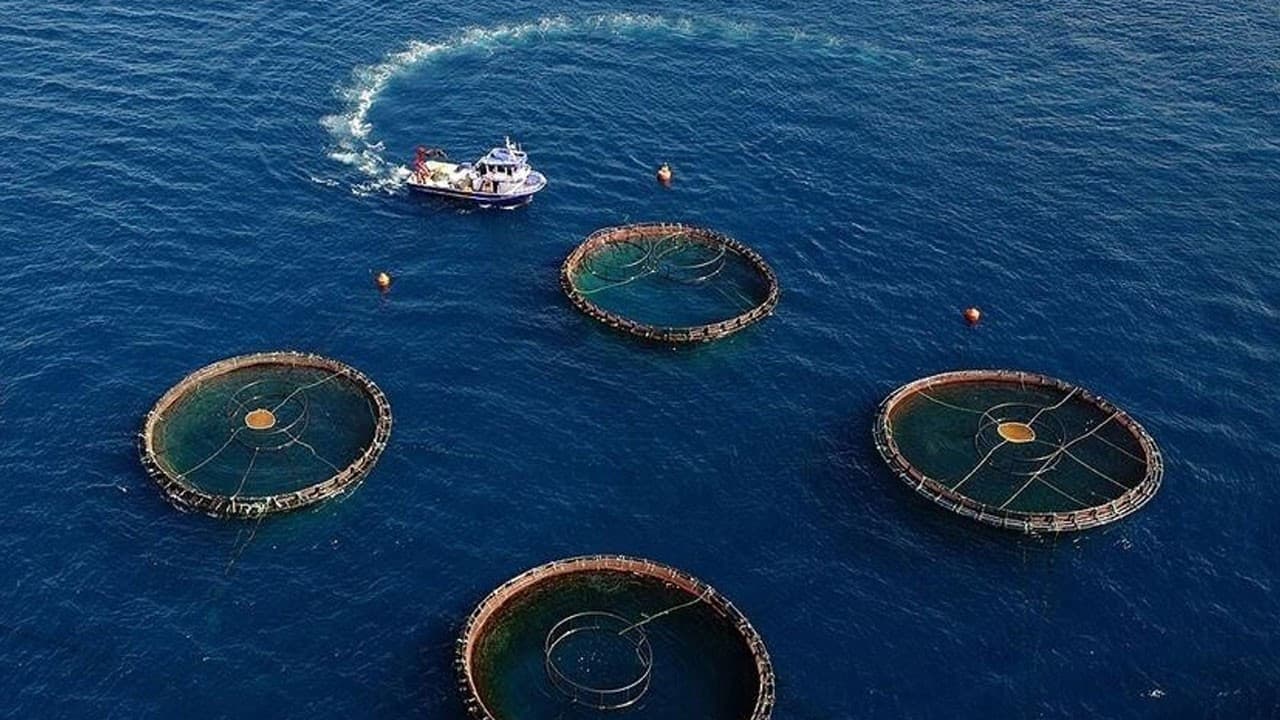 Türkiye'nin su ürünleri ihracatı 2,26 milyar dolara ulaştı
