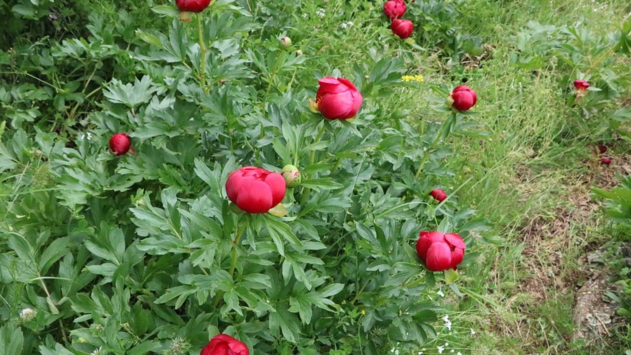 Şakayık çiçeğinin koparılmasının cezası 699 bin TL