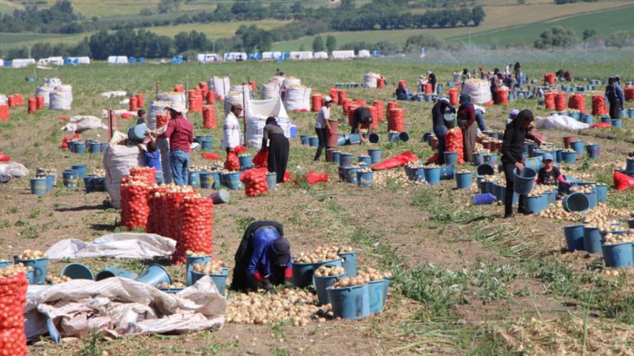 Türkiye'de soğan hasadı başladı, fiyatlar belirlendi
