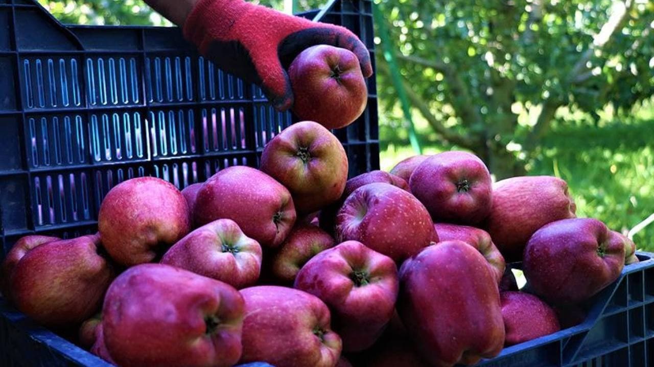 Üretici ve market fiyatları arasındaki fark yüzde 388'e ulaştı