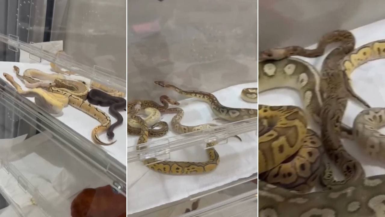 İstanbul'da bir evden 42 yılan çıktı