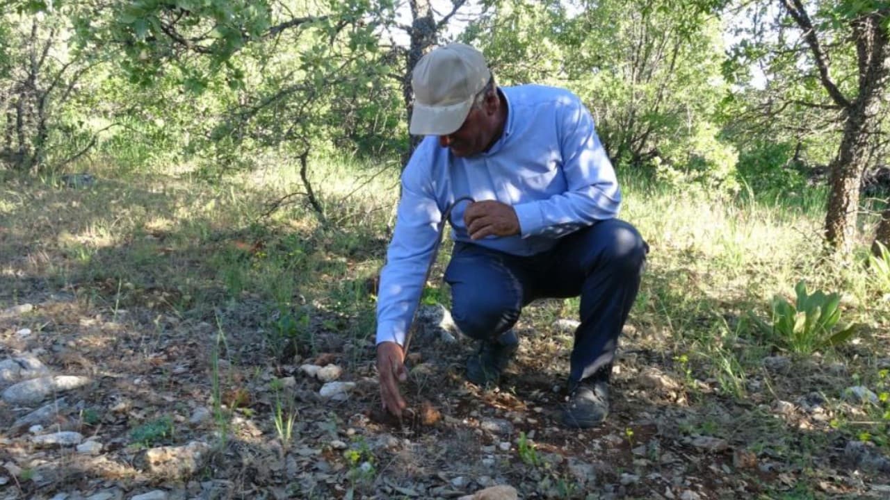 Meşe mantarı ormanda bulunuyor, yüksek fiyatlarla satılıyor