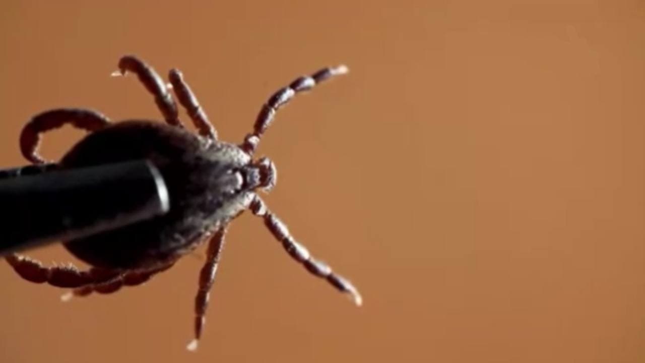 Tarım Bakanlığı kene ve kahverengi kokarca ile mücadele için keklik ve sülün salacak