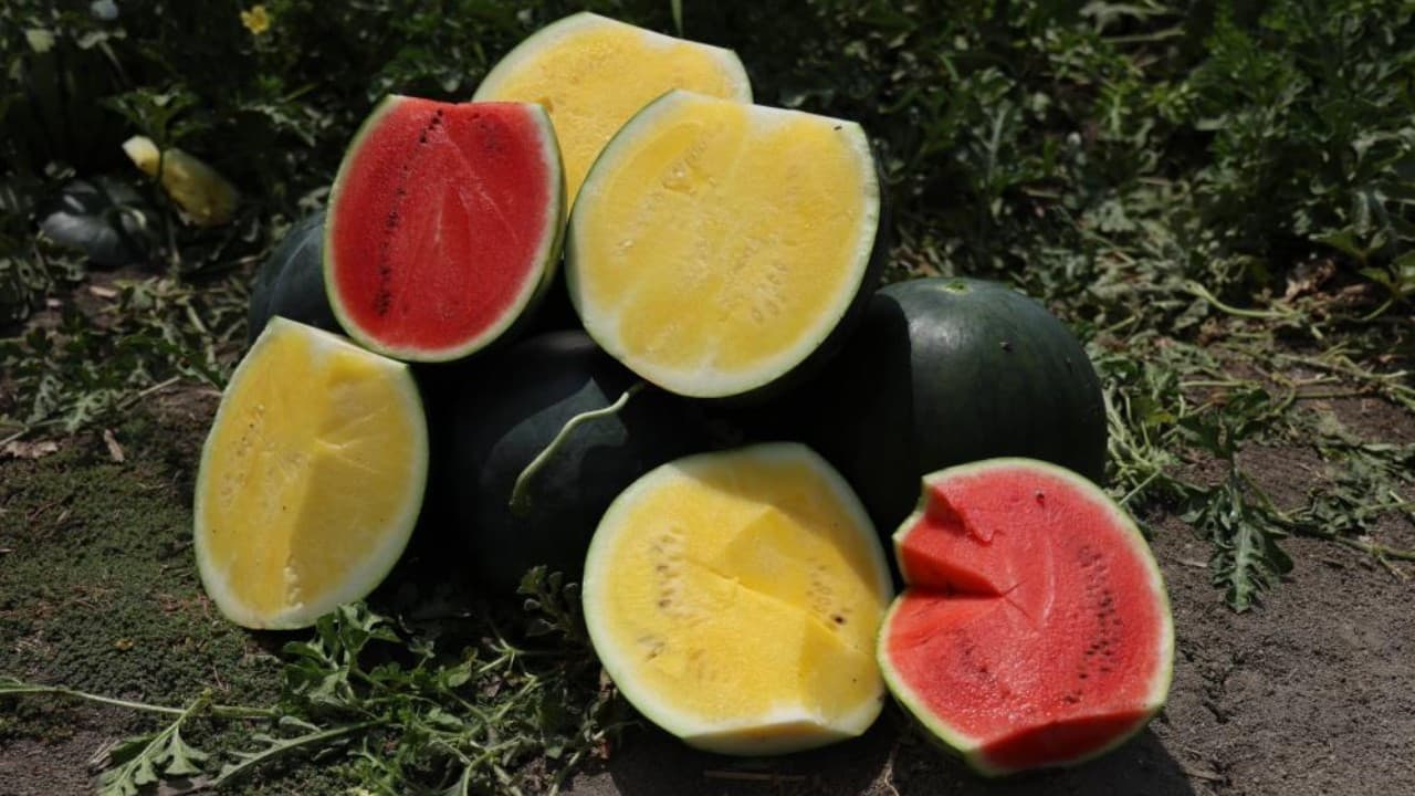 Adana'da yetişen sarı içe sahip Tropical Sunshine karpuzu hasat için gün sayıyor