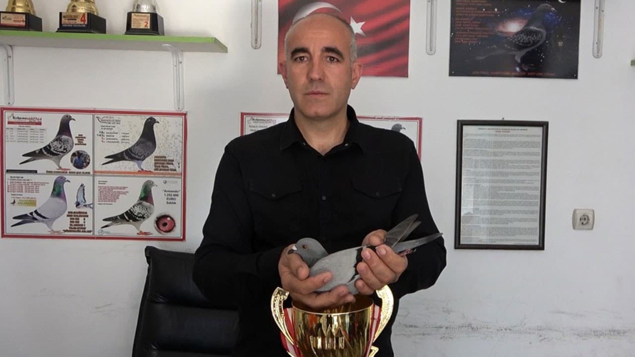 Bir günde 1000 kilometreyi kat eden güvercin şampiyon oldu