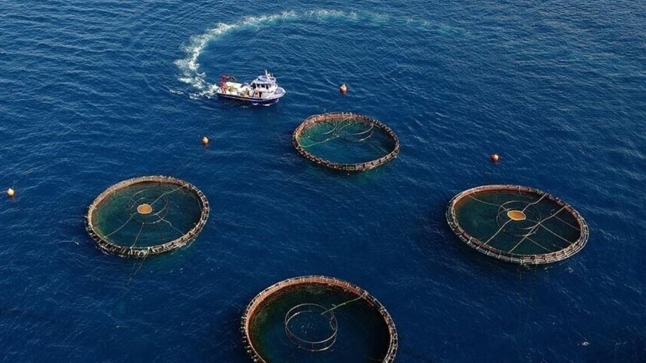 Doğu Karadeniz su ürünleri ihracatı 73,7 milyon dolara ulaştı