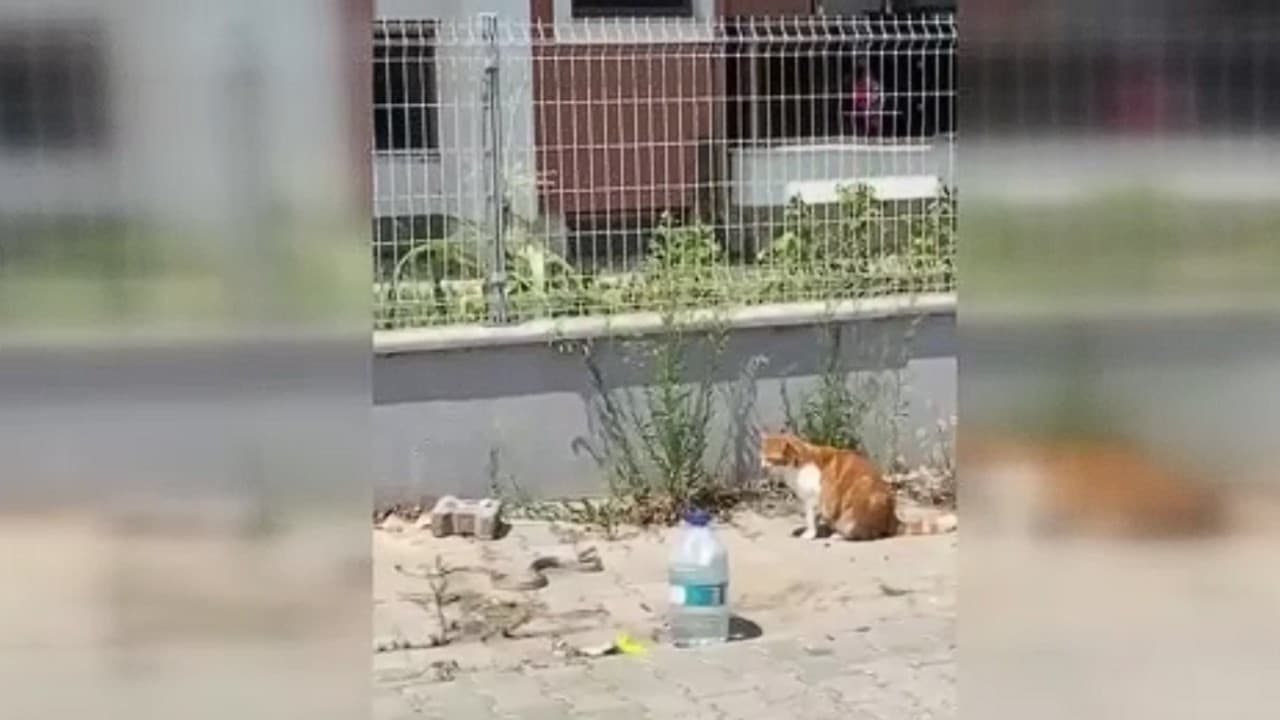 Kedi ve yılanın kavgası cep telefonu kamerasında görüntülendi