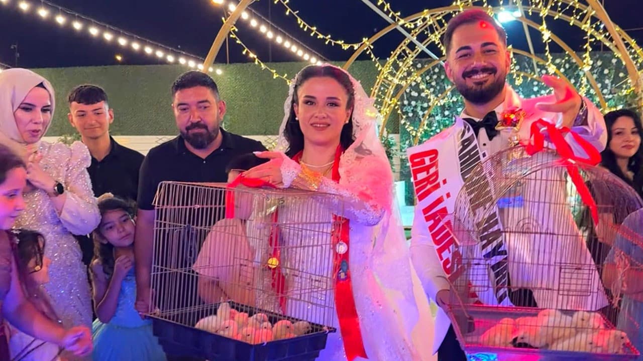 Kahramanmaraş'ta düğün hediyesi olarak 100 civciv verildi