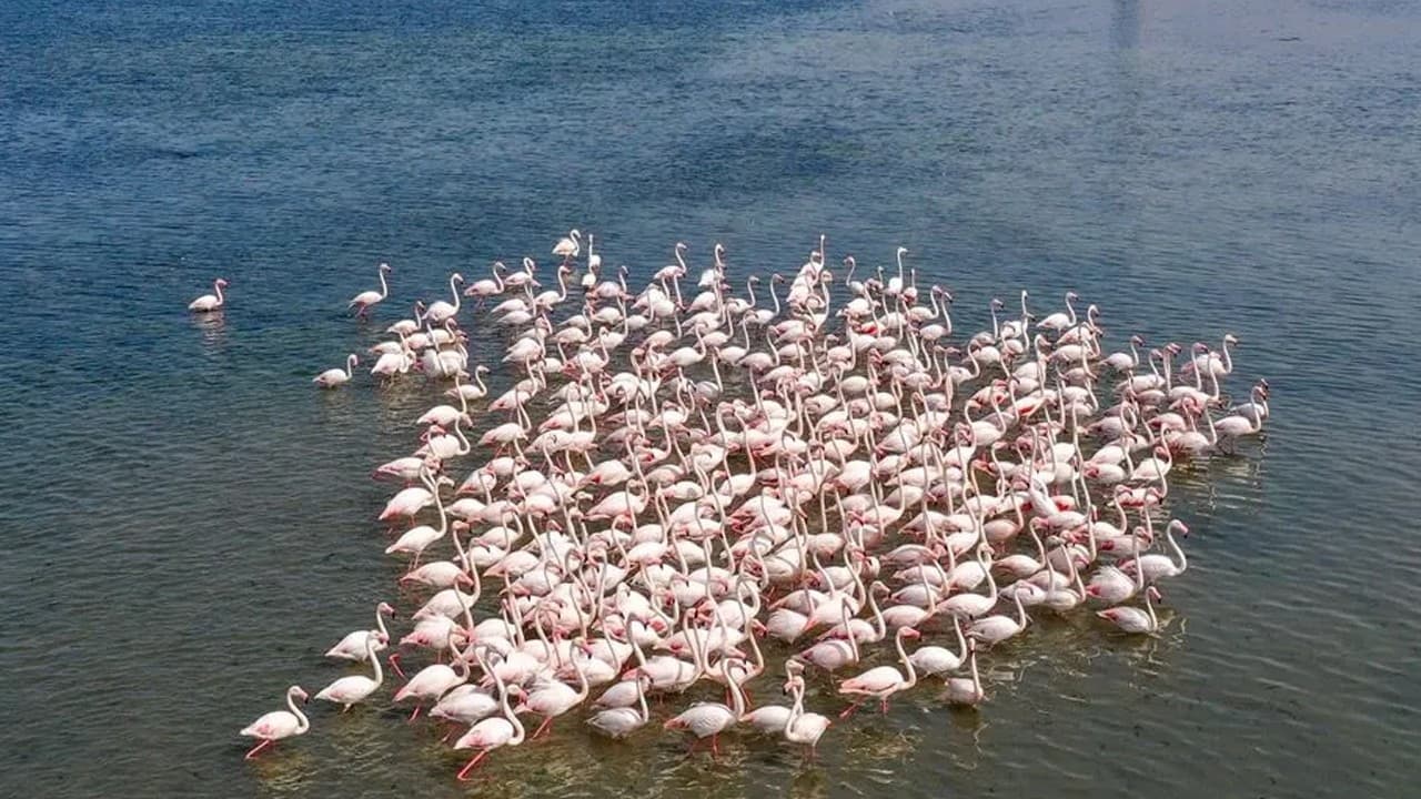Tuz Gölü'nde flamingo yavrusu sayısı 5 yılın zirvesine ulaştı