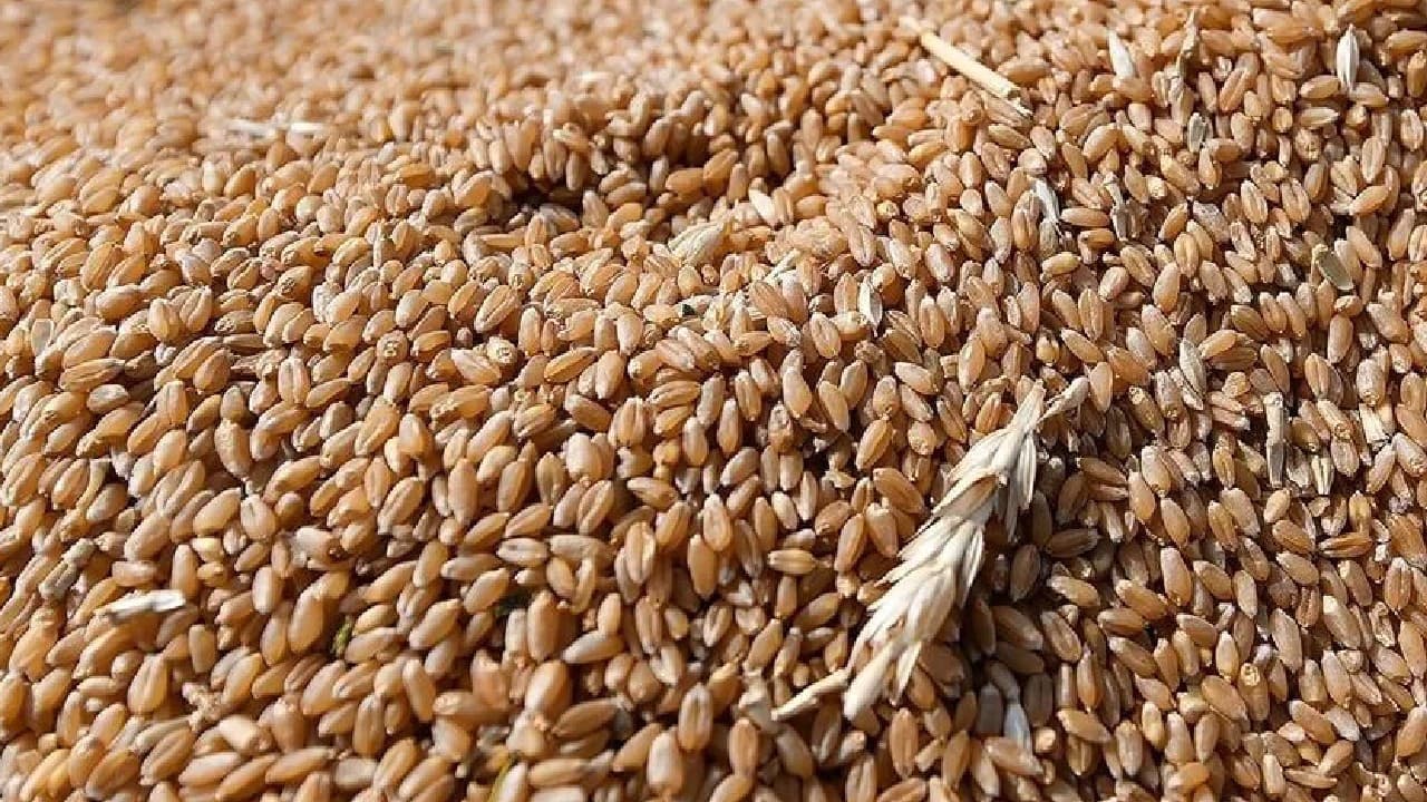 Buğday fiyatları son iki yılın zirvesine ulaştı
