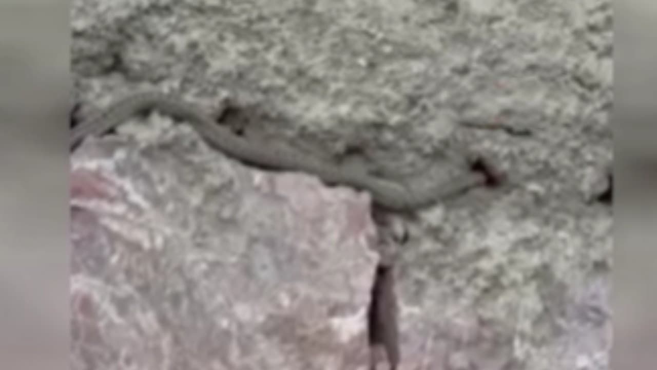 Hakkari'de yılanlar evleri sardı, aile yardım bekliyor
